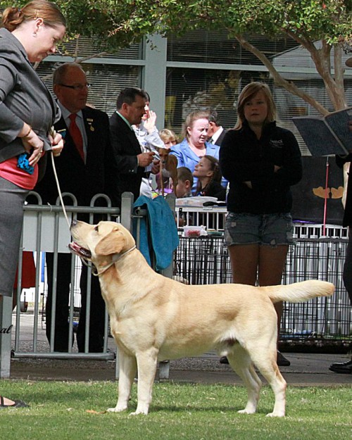 labrador breeder