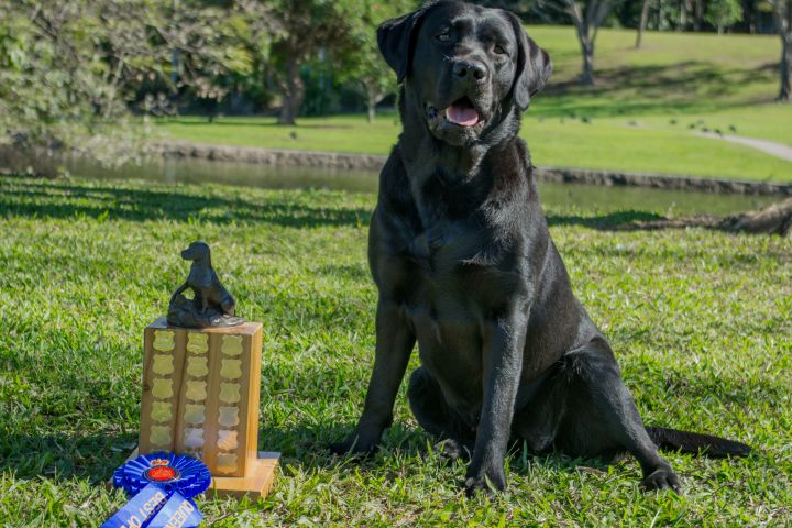 labrador breeder