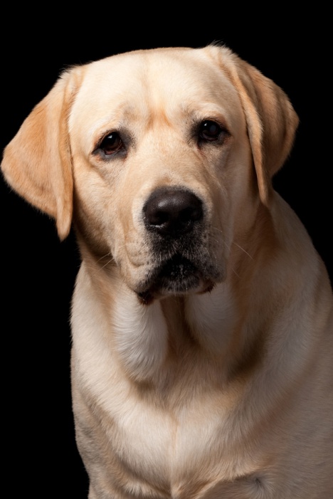 labrador breeder