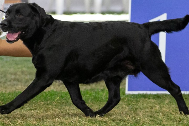 labradors