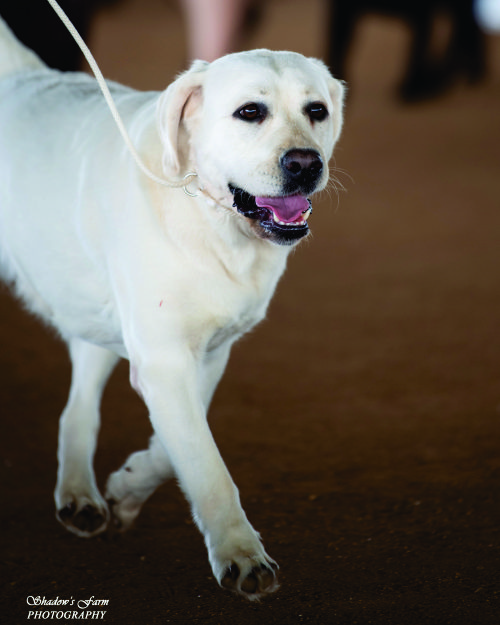 labradors