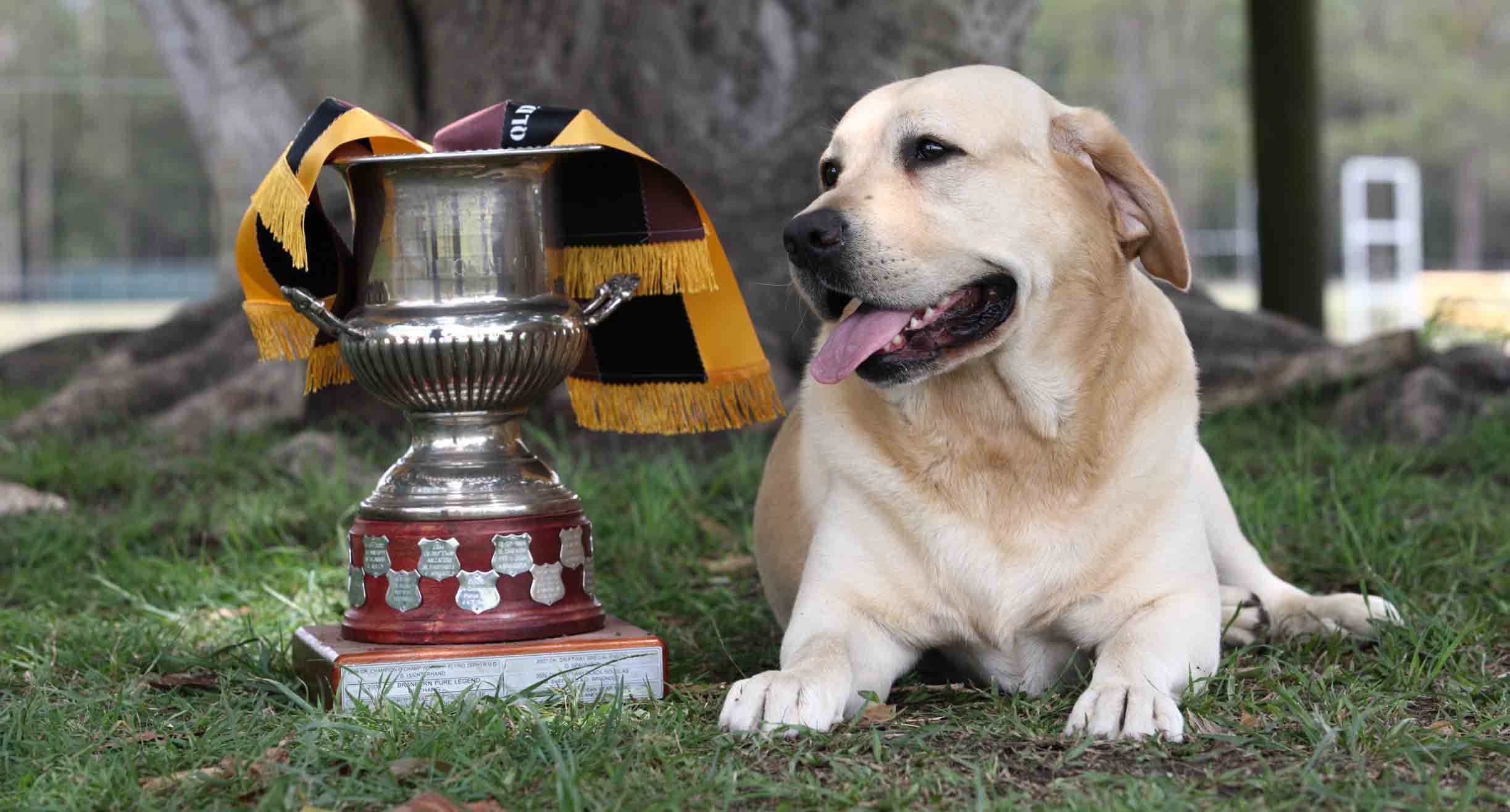 labrador retriever breeders